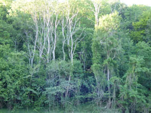 Congo (à Rocquement)